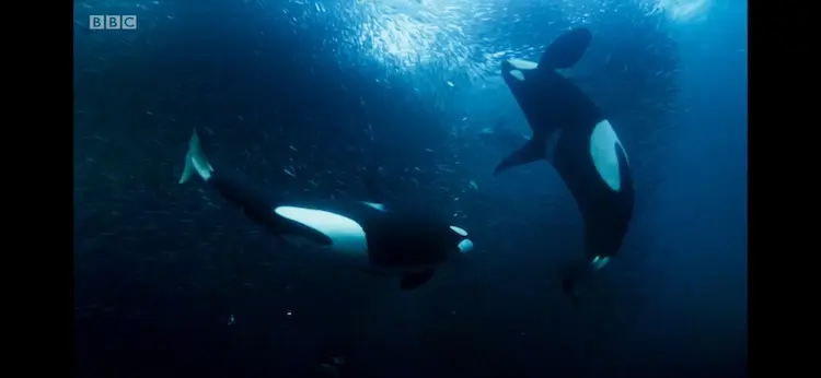 Killer whale (Orcinus orca) as shown in Blue Planet II - One Ocean